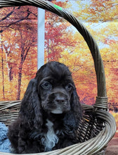 Load image into Gallery viewer, Jasper