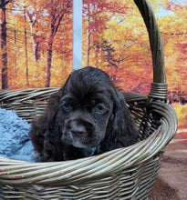 Load image into Gallery viewer, Jasper