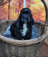 Load image into Gallery viewer, Jack black boy
