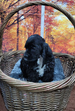 Load image into Gallery viewer, Jack black boy
