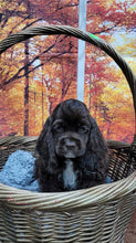 Load image into Gallery viewer, Jasper
